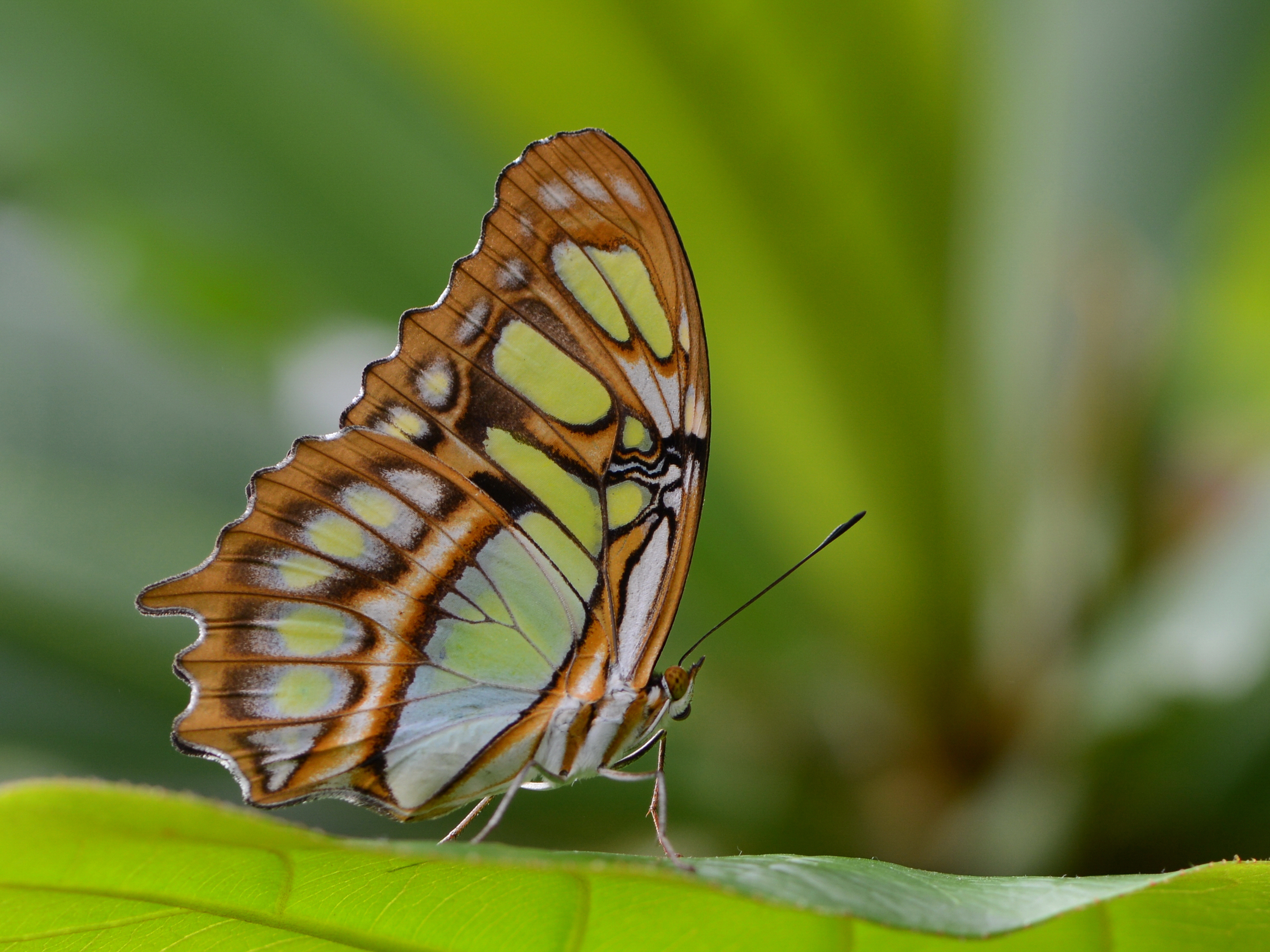 Caligo telamonius - Wikipedia